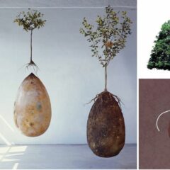 Forget Coffins – Organic Burial Pods Will Turn Your Loved Ones Into Trees